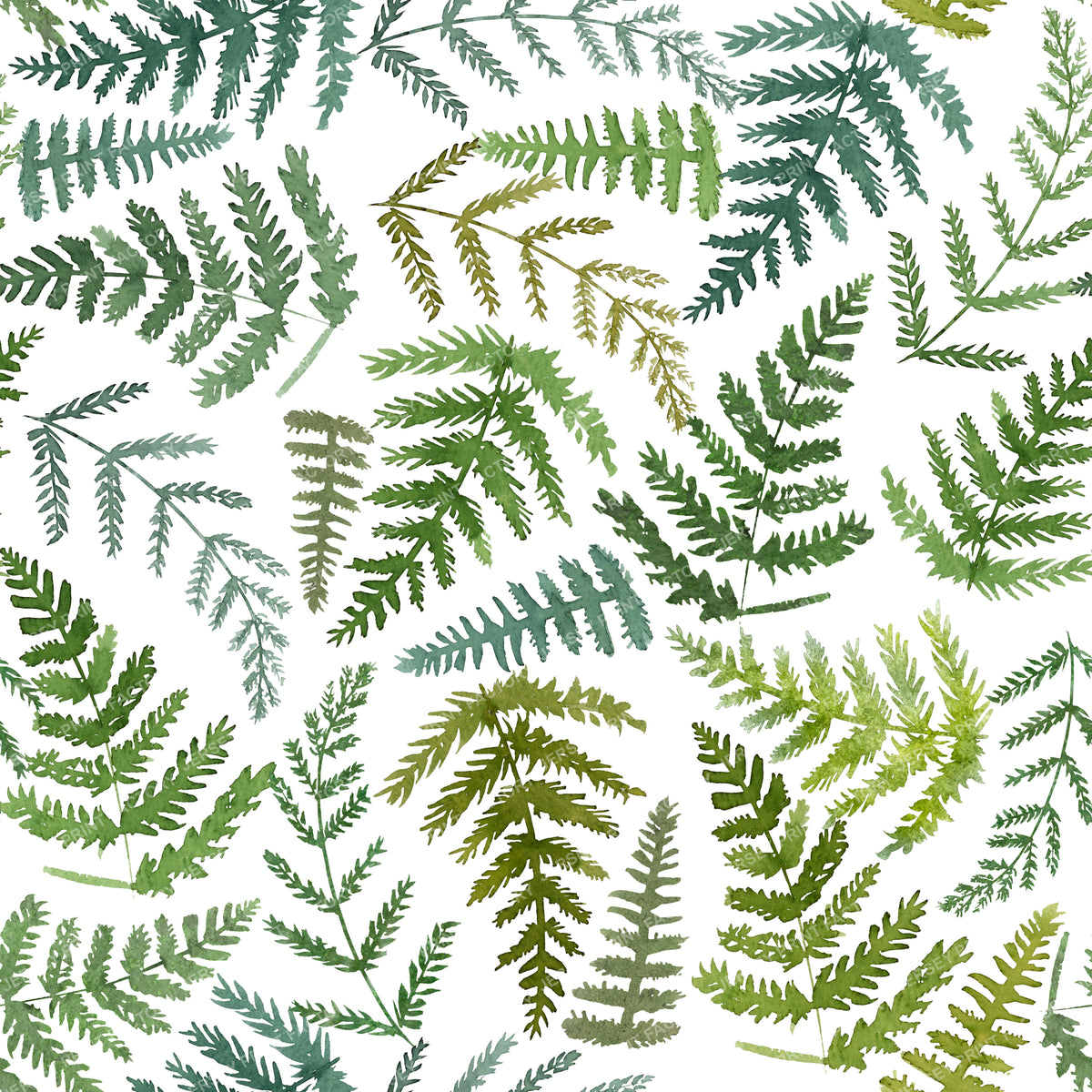 Green Ferns on white