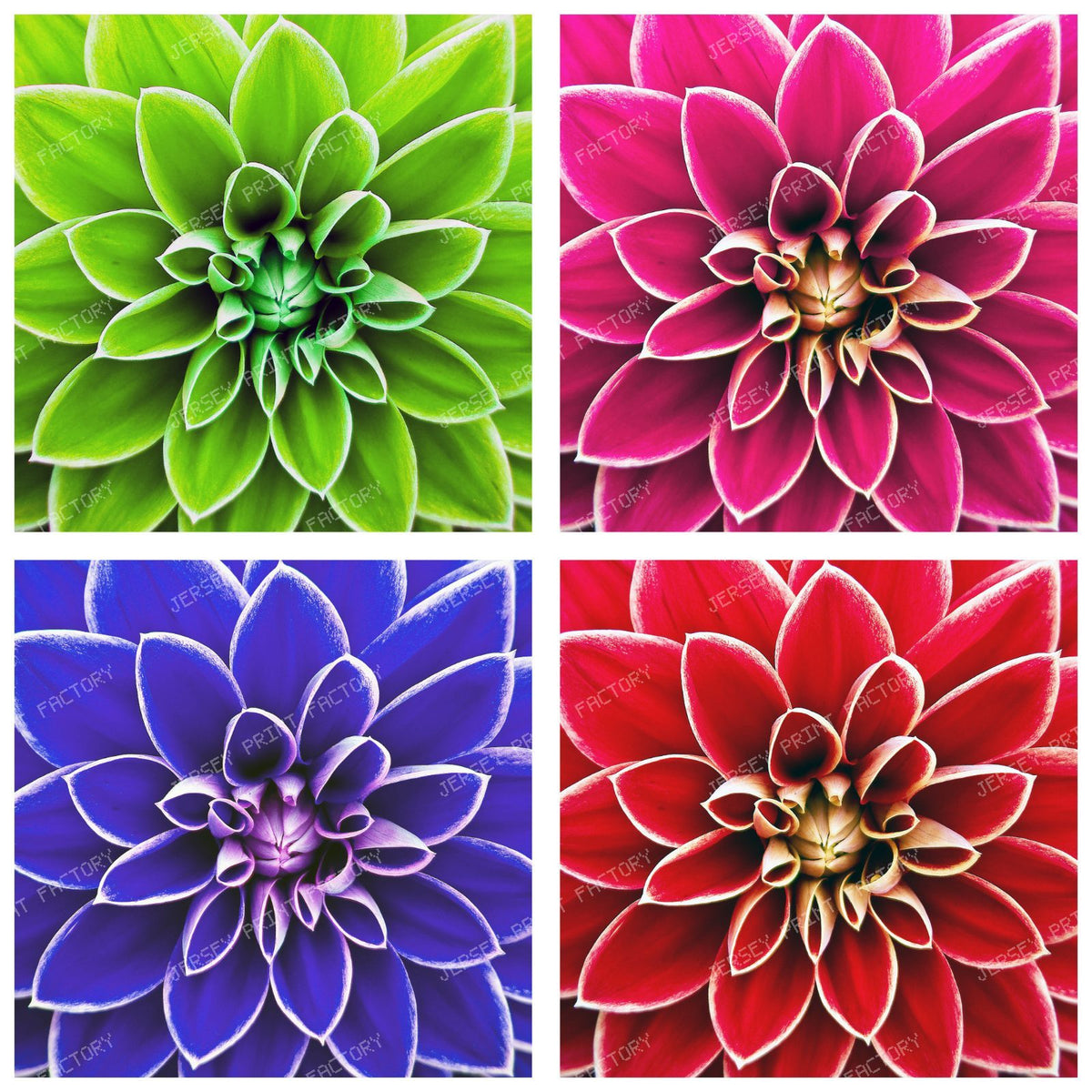 Dahlia Pattern, Floral Pattern, Pop Art, Colorful Squares — White
