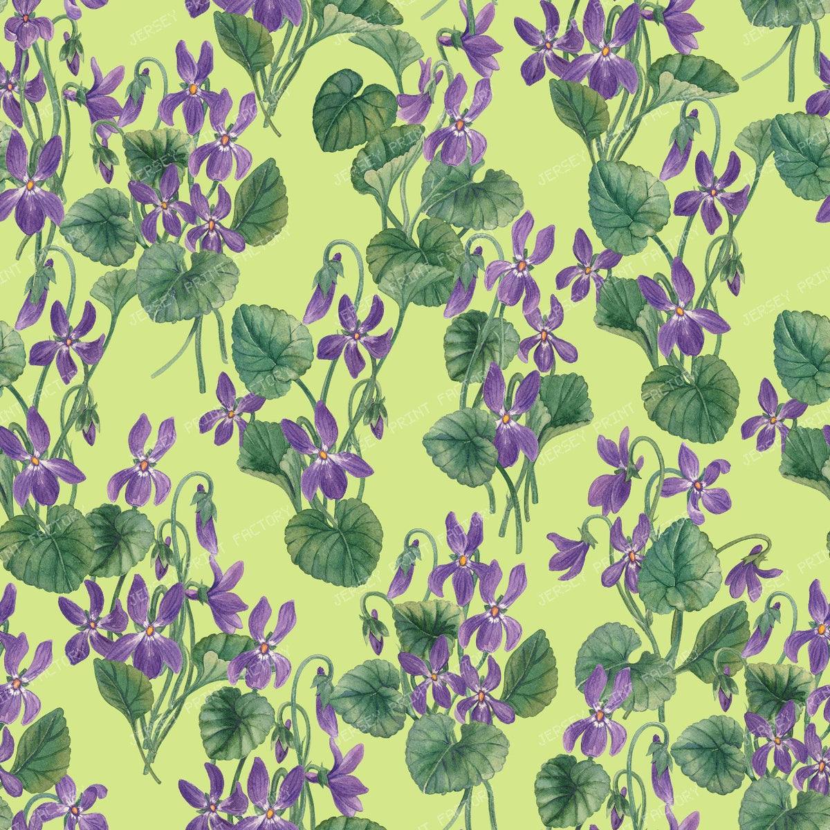 Watercolor violets on bright blue — on honey dew