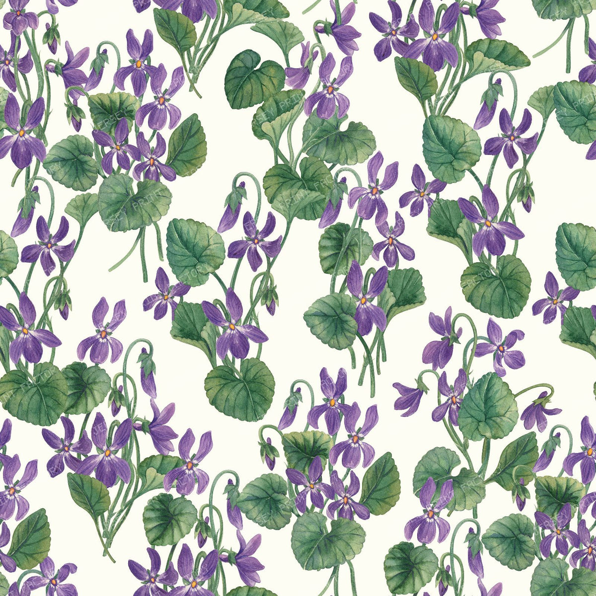 Watercolor violets on bright blue — on white