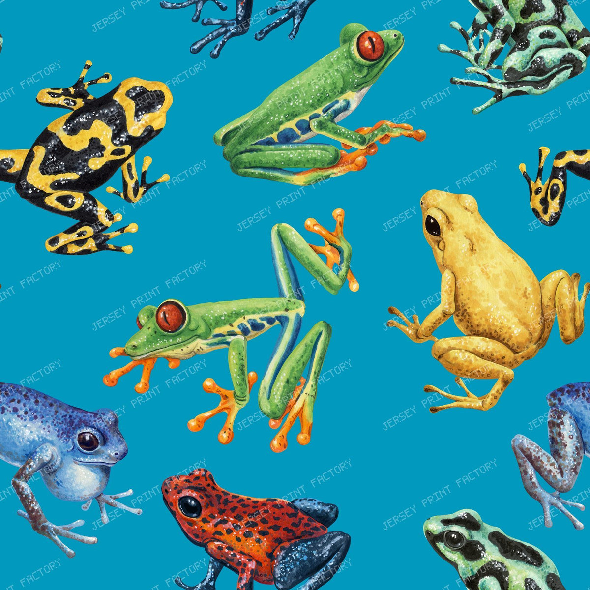 Frogs — on blue
