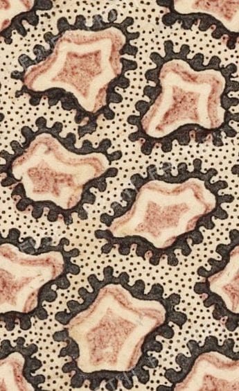 amoebits