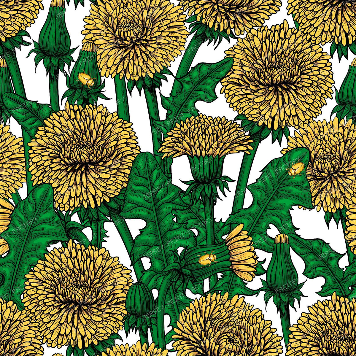 Dandelions on white