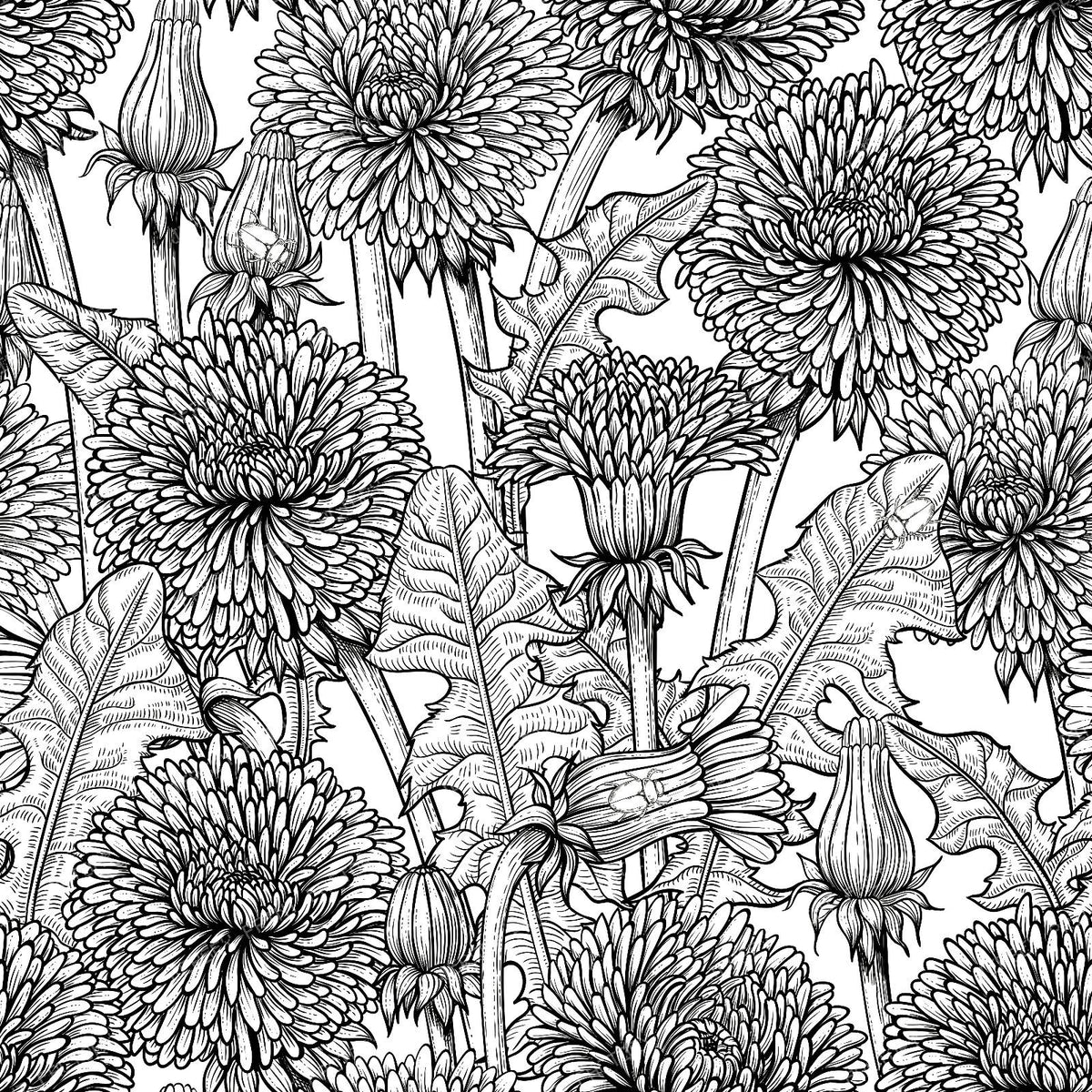 Dandelions — in black and white