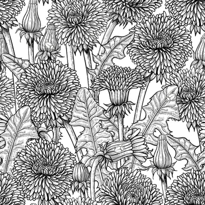 Dandelions — in black and white