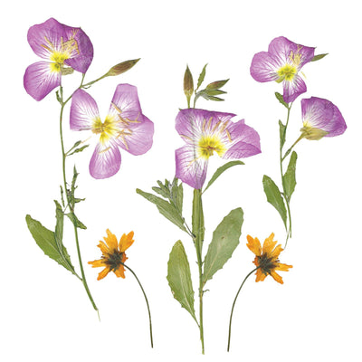 21X21 Pattern Practice Pressed Yellow And Purple Flowers