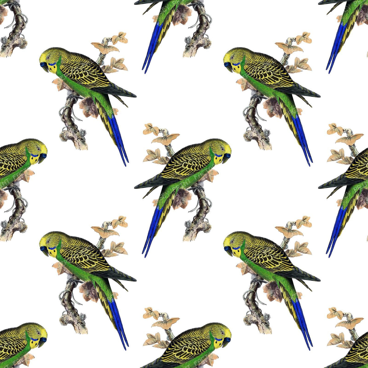 Pattern Of Parrots, Budgerigar, Parakeet, Birds, Tree Branch