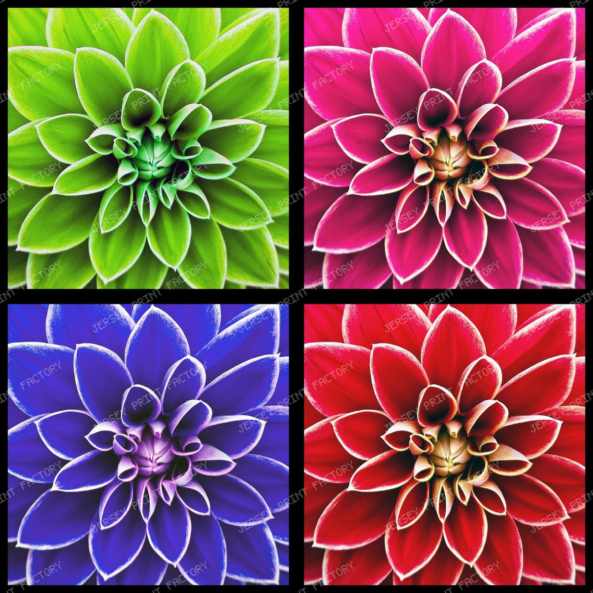 Dahlia Pattern, Floral Pattern, Pop Art, Colorful Squares