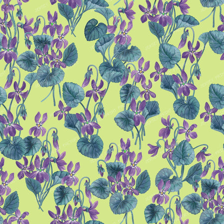 Watercolor violets on bright blue — on honey dew