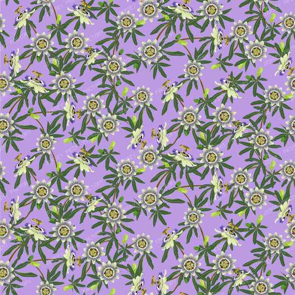 Passion Flower on Lavender