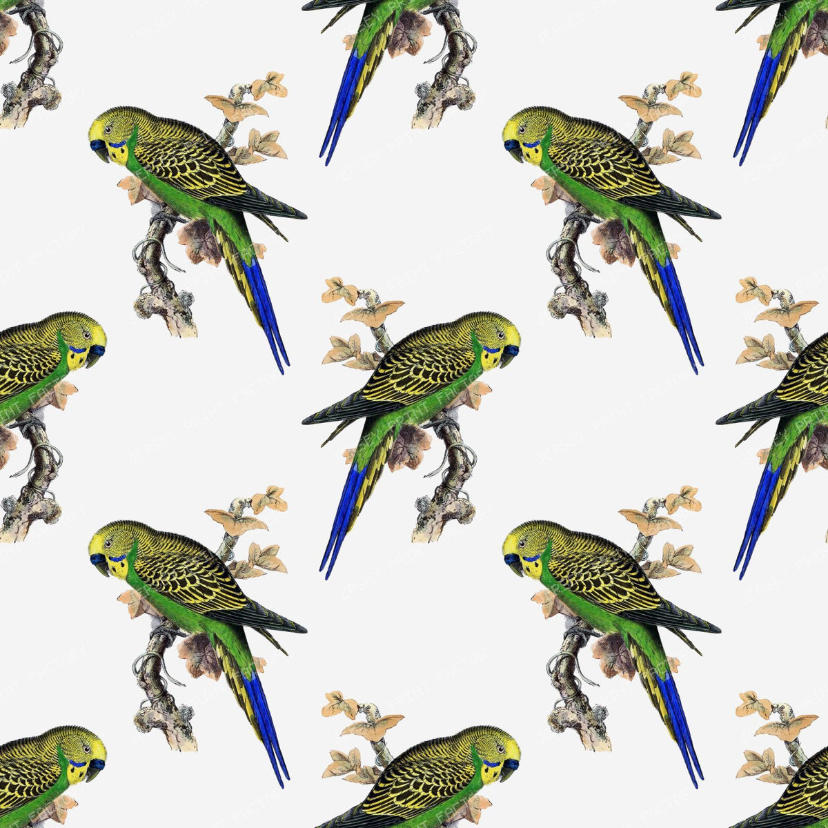 Pattern Of Parrots, Budgerigar, Parakeet, Birds, Tree Branch — Gray