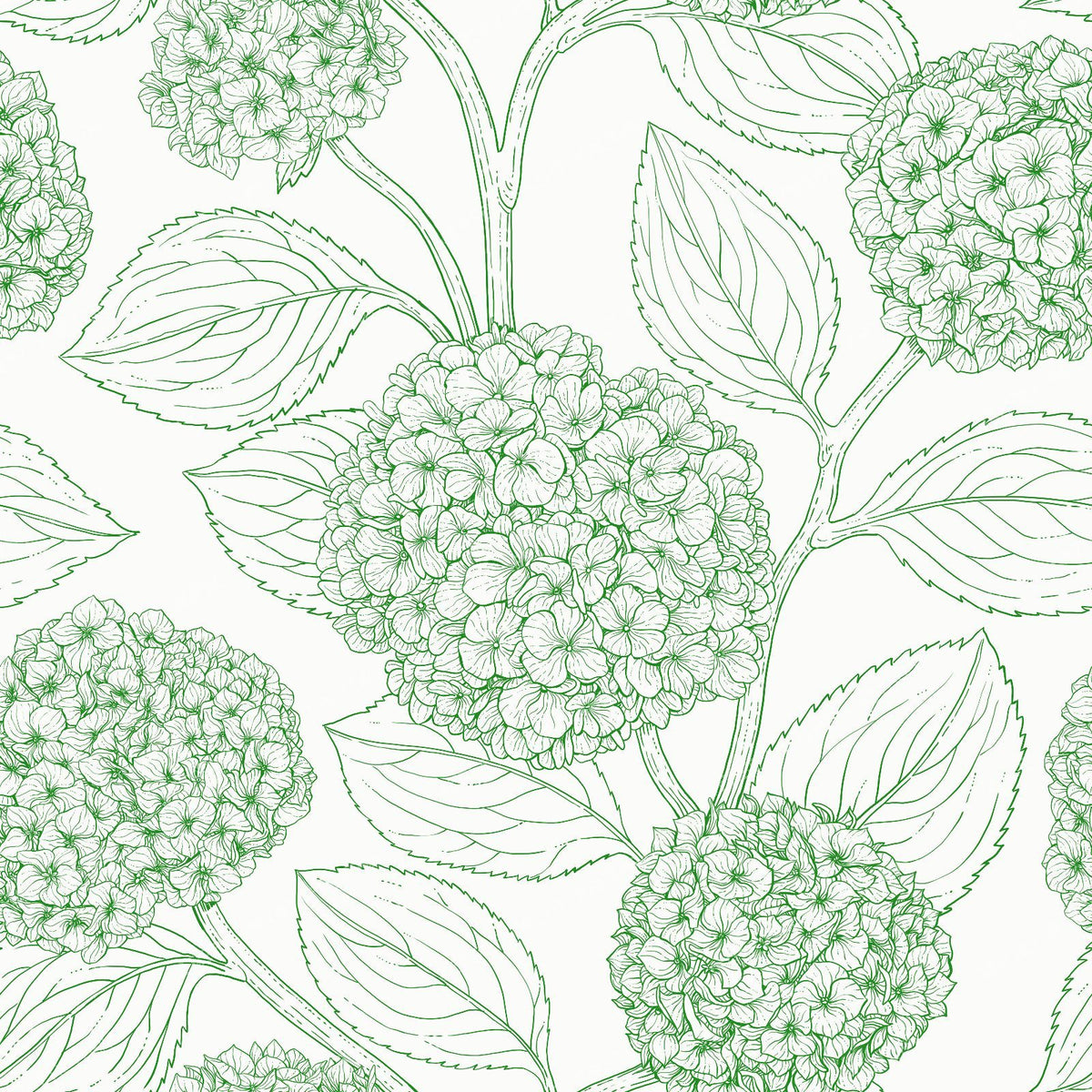 Hydrangea — in green and white