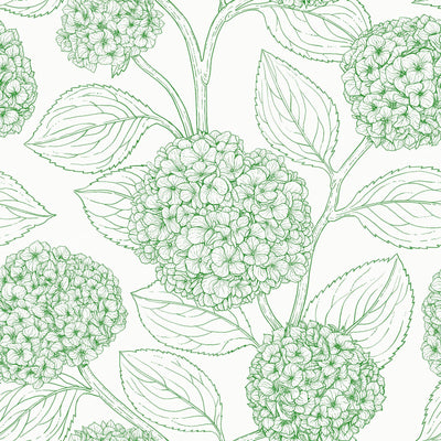 Hydrangea — in green and white