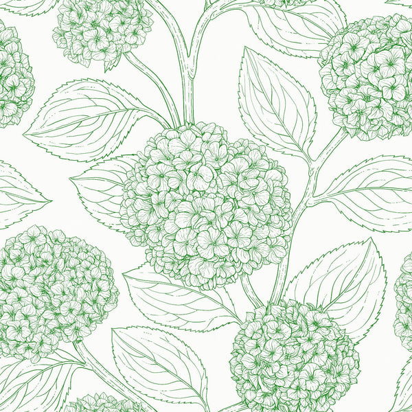 Hydrangea — in green and white
