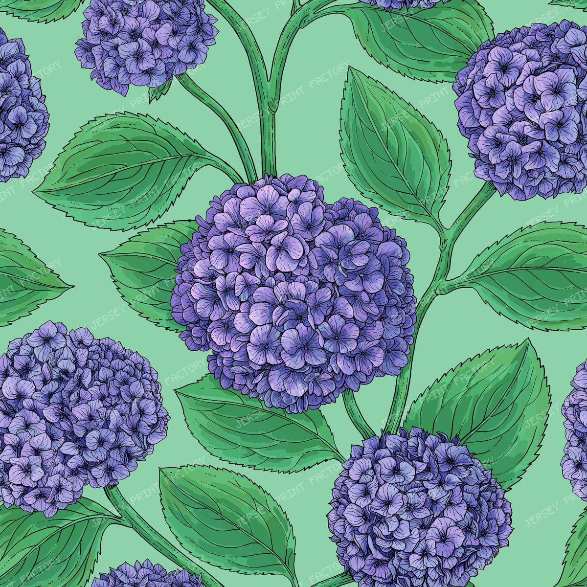 Hydrangea in violet and green
