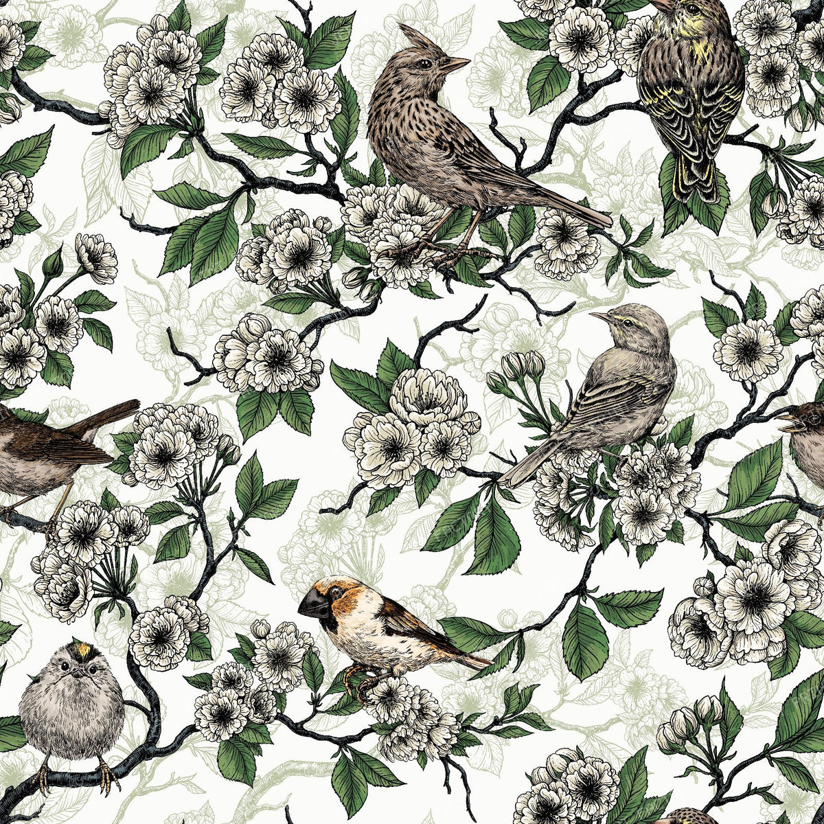 Birds and cherry blossom on white