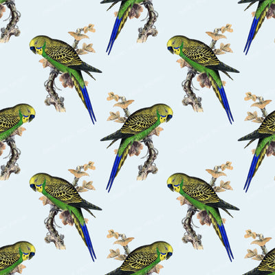 Pattern Of Parrots, Budgerigar, Parakeet, Birds, Tree Branch — Blue