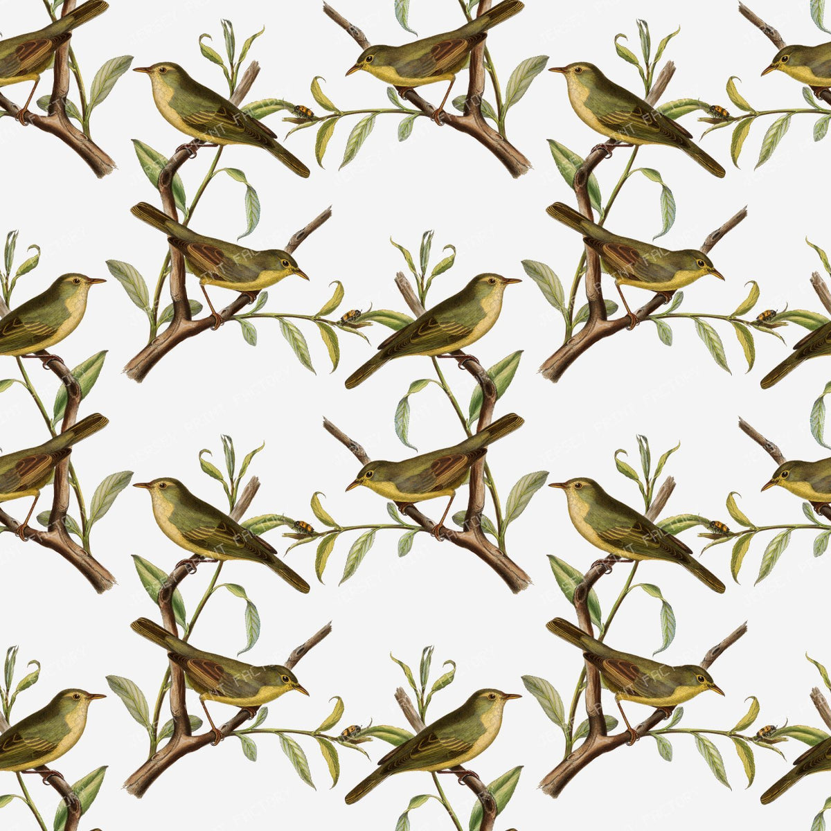Pattern Of Birds, Green Birds, Warbler, Tree Branch